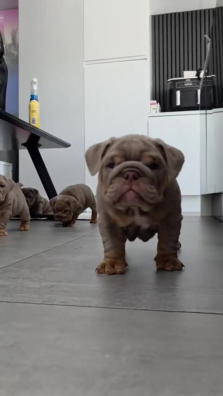 English Bulldog dogs for stud: Larry - Video 1
