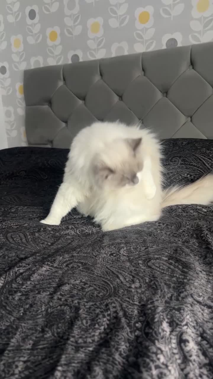 Ragdoll cats for sale: Ragdoll  - Video 2