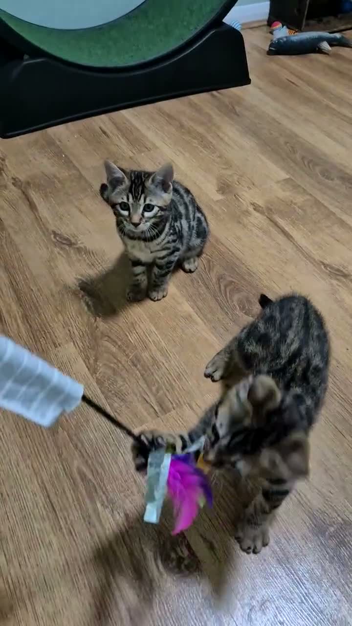 Bengal cats for sale: Brown Charcoal Bengals – Girl & Boy – Reserve🥰 - Video 1