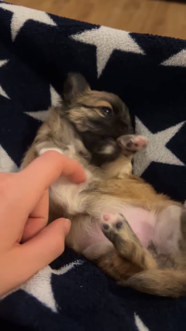 Chihuahua dogs for sale: 2 gorgeous girls for sale ❤️ - Video 2