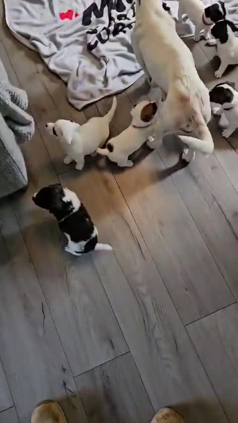 Mixed Breed dogs for sale: Gorgeous puppies looking for their forever home in Carlisle - Video 1