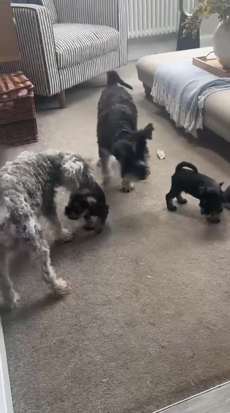 Miniature Schnauzer dogs for sale: Miniature Schnauzer Puppies - Video 1