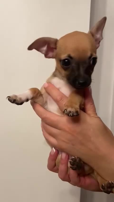 Chihuahua dogs for sale: Tiny Brown Chihuahua boy  - Video 1