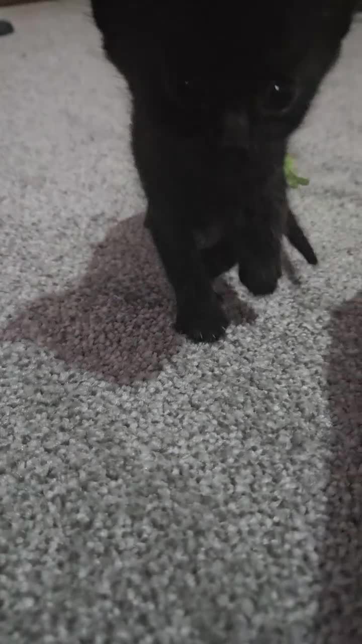 Mixed Breed cats for sale: Mixed 1/4 maine coon kittens  - Video 1