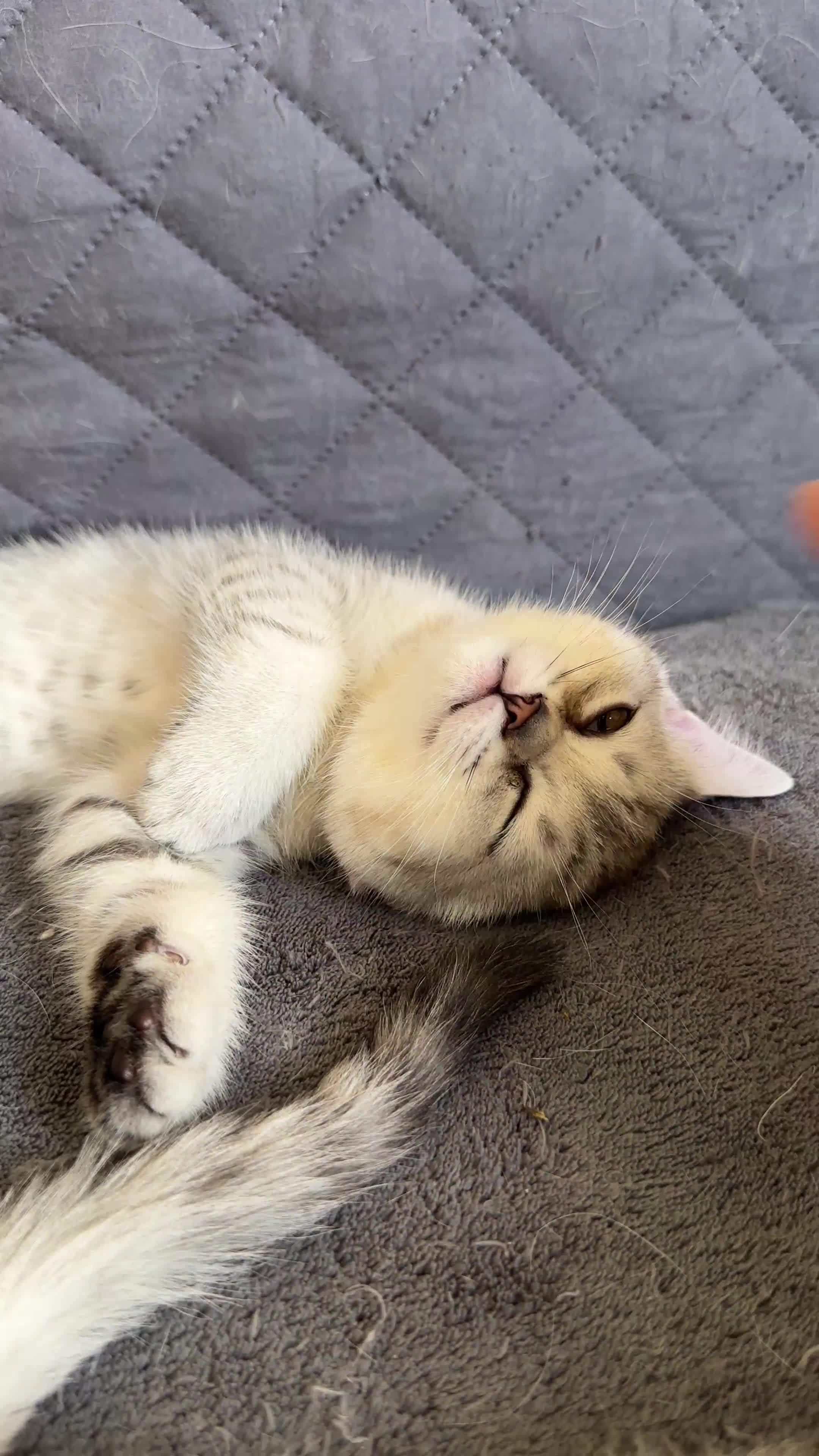 British Shorthair cats for sale: 5 Stunning British Shorthair - Video 2