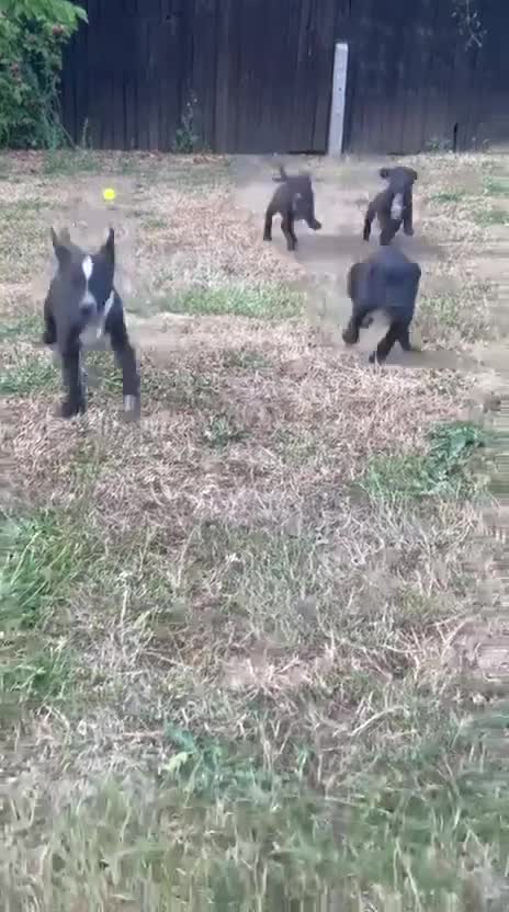Mixed Breed dogs for sale: Dalmatian x collie puppies for sale  - Video 1