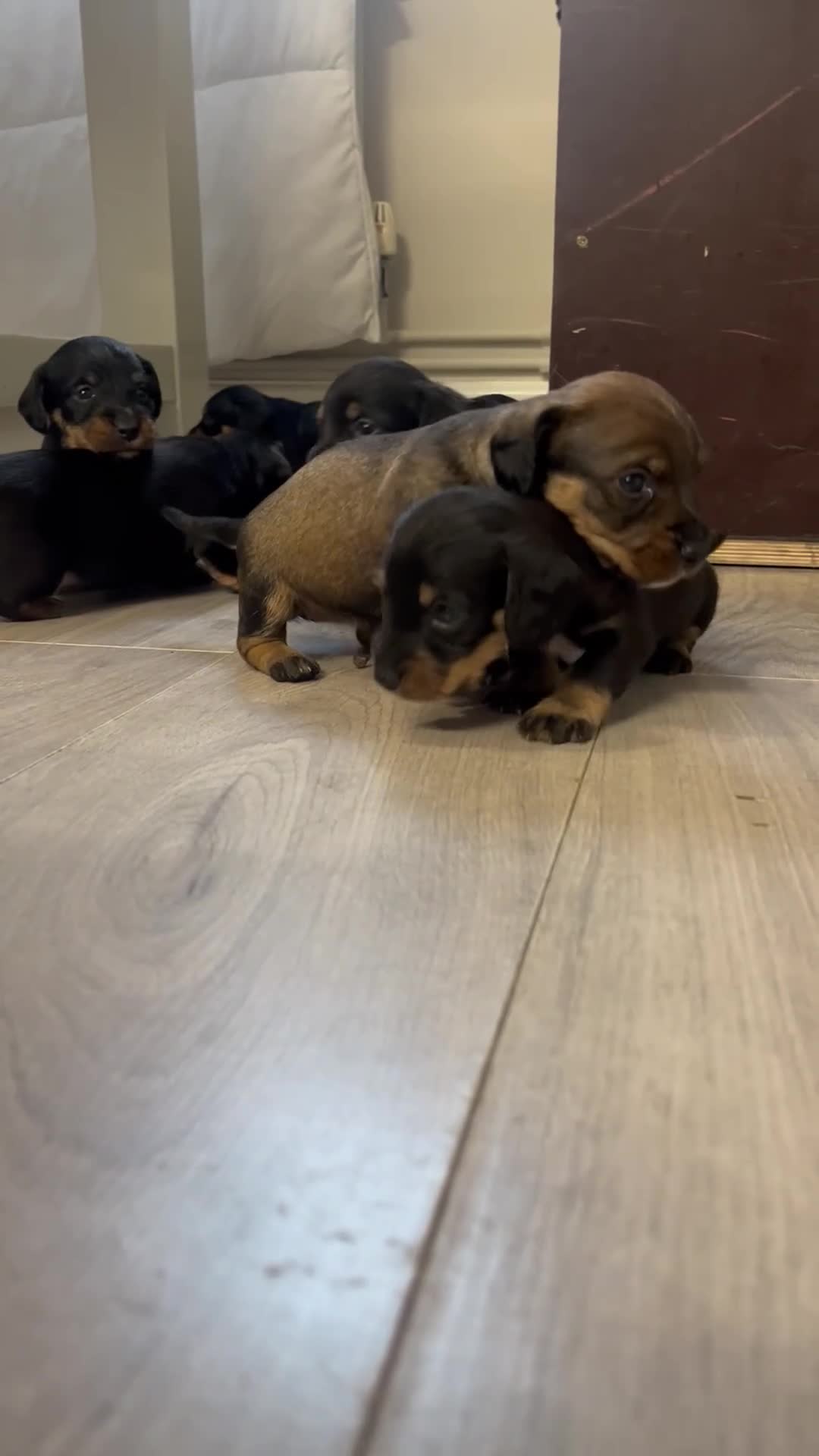 Mixed Breed dogs for sale: 8 beautiful dashaund X Jack Russel puppies  - Video 4