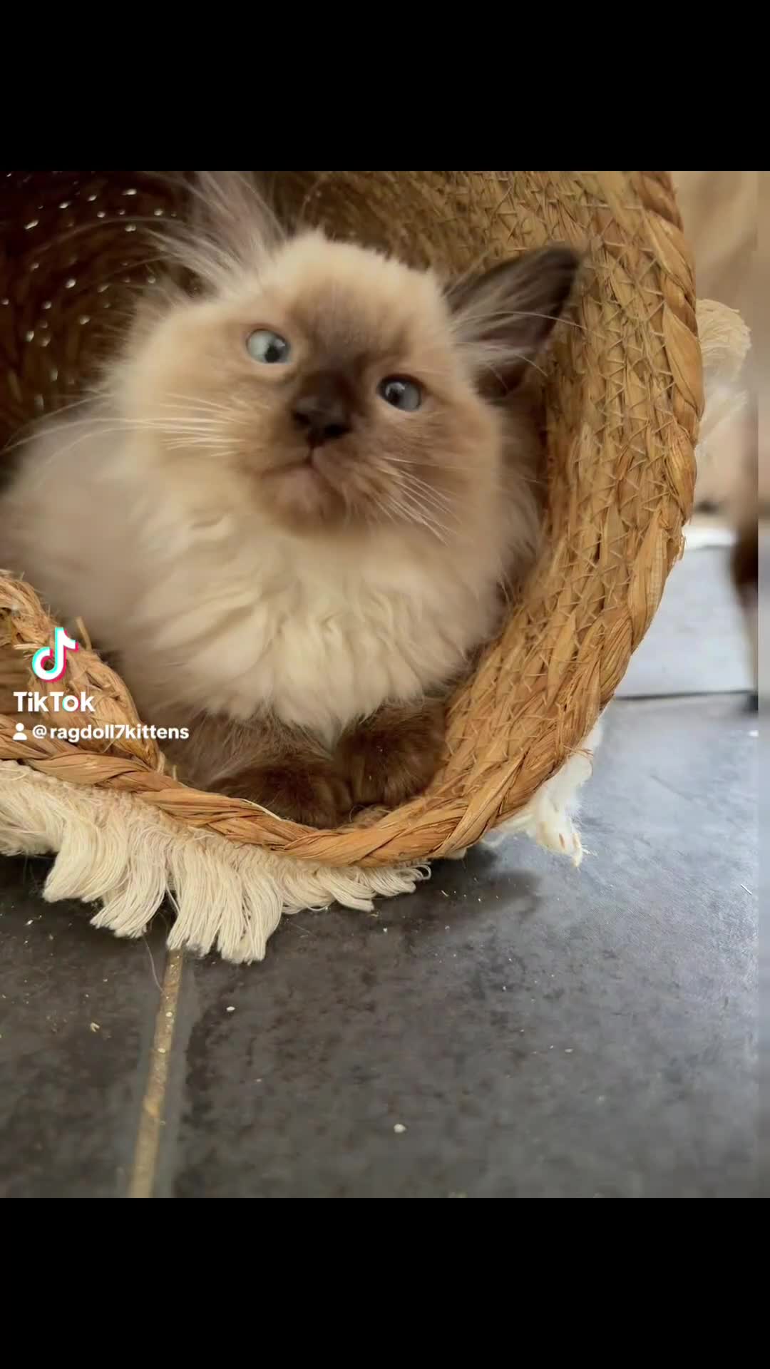 Ragdoll cats for sale: 💙 Adorable Ragdoll Kittens 🐈‍⬛ - Video 3