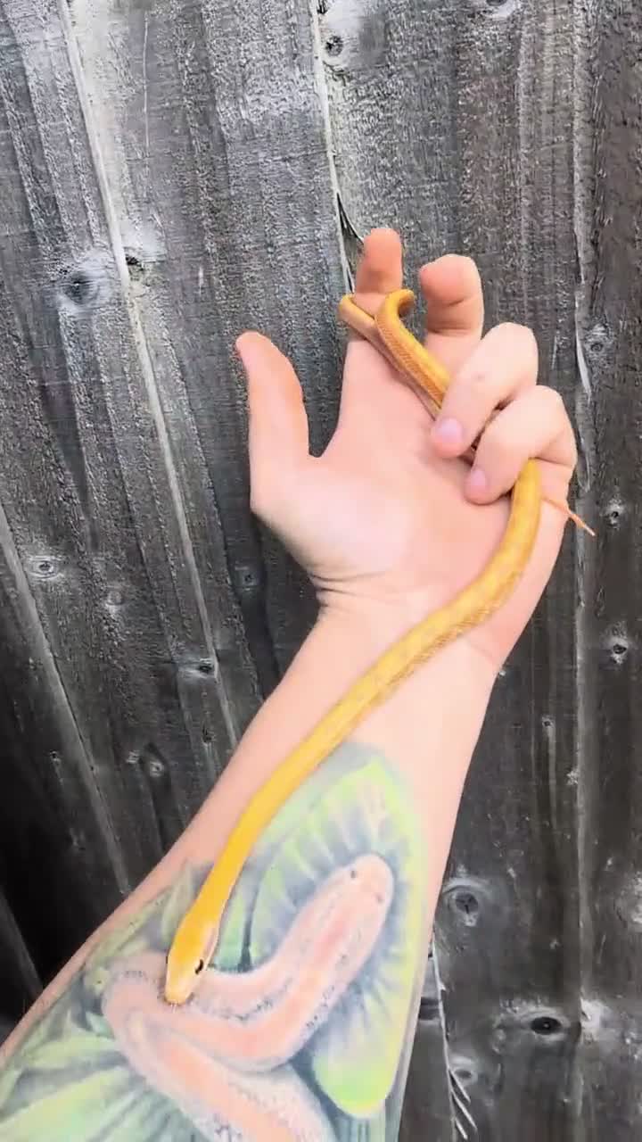 Boa Snake reptiles for sale: Rosy boa, az mt kingsnake, albino Chinese beauty  - Video 1