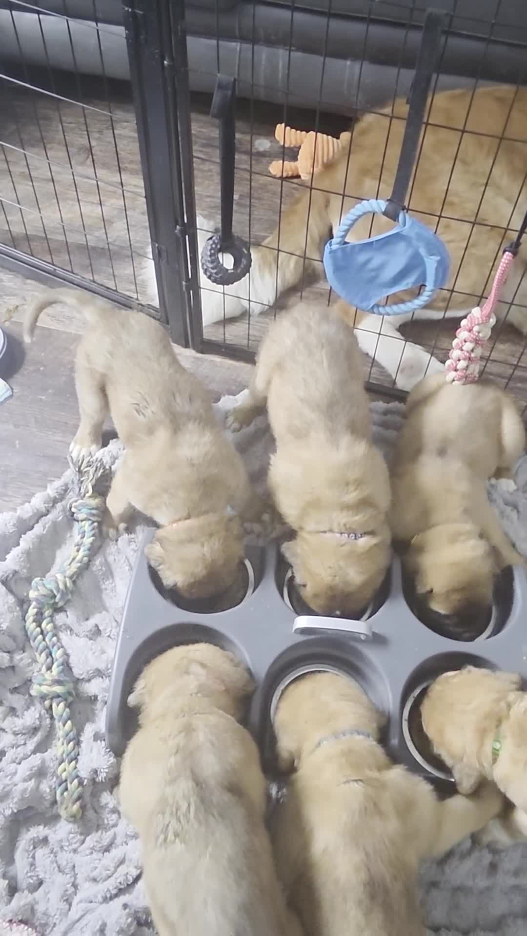 Saint Bernard dogs for sale: Saint de bordeaux puppy 1 girl 1 boy  - Video 1
