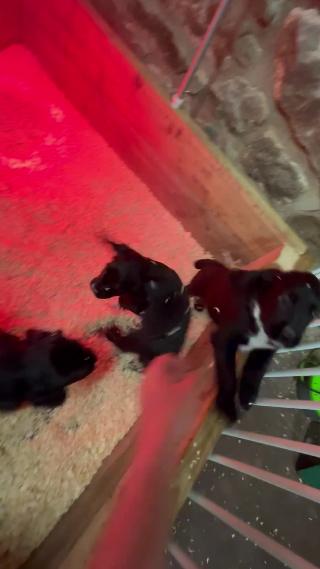 Sprocker dogs for sale: 1 LEFT READY TO GO Sprocker Dogs - Working Home - Video 1