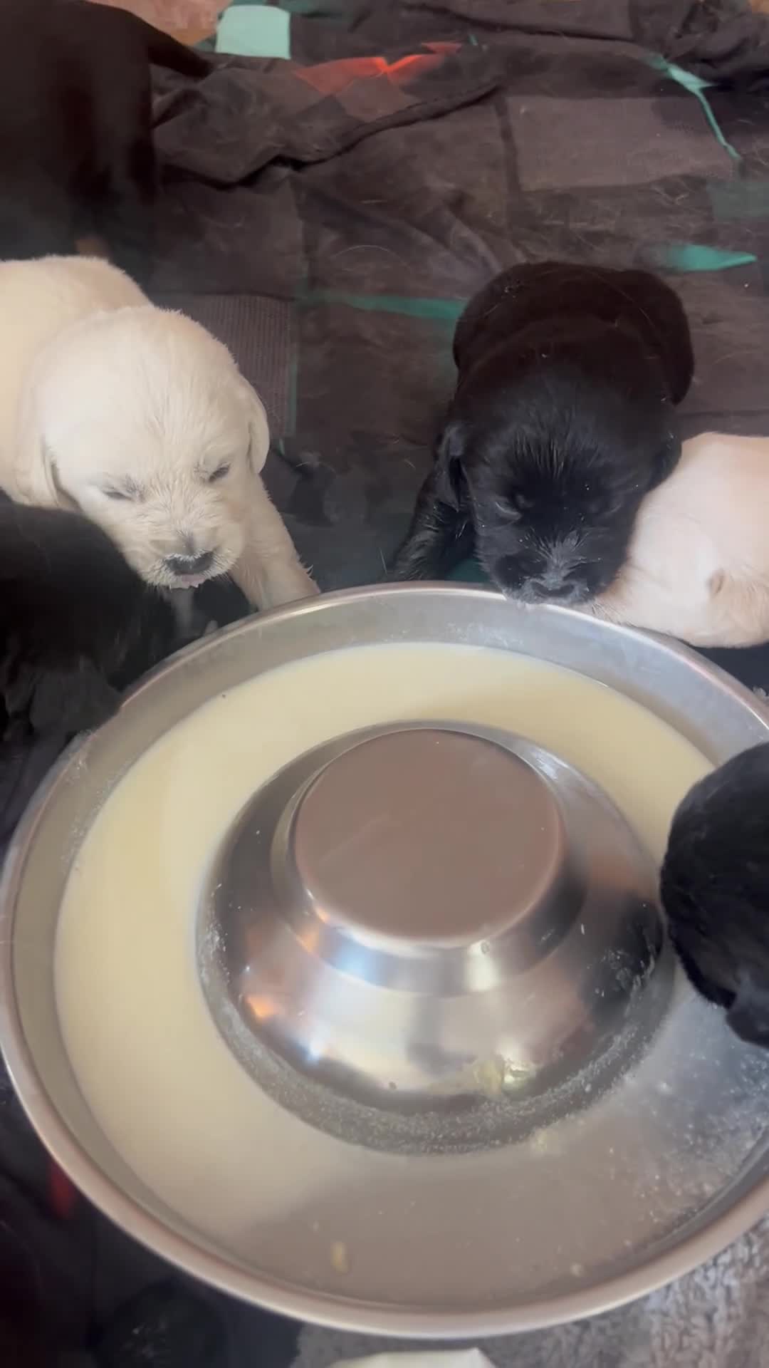 Goldador dogs for sale: Goldadors ❤️❤️❤️ - Video 4