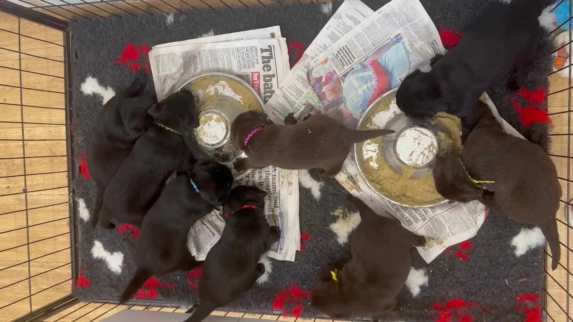 Labrador Retriever dogs for sale: 🤎🖤Outstanding Show Type Labradors🖤🤎KC&fully HT - Video 1