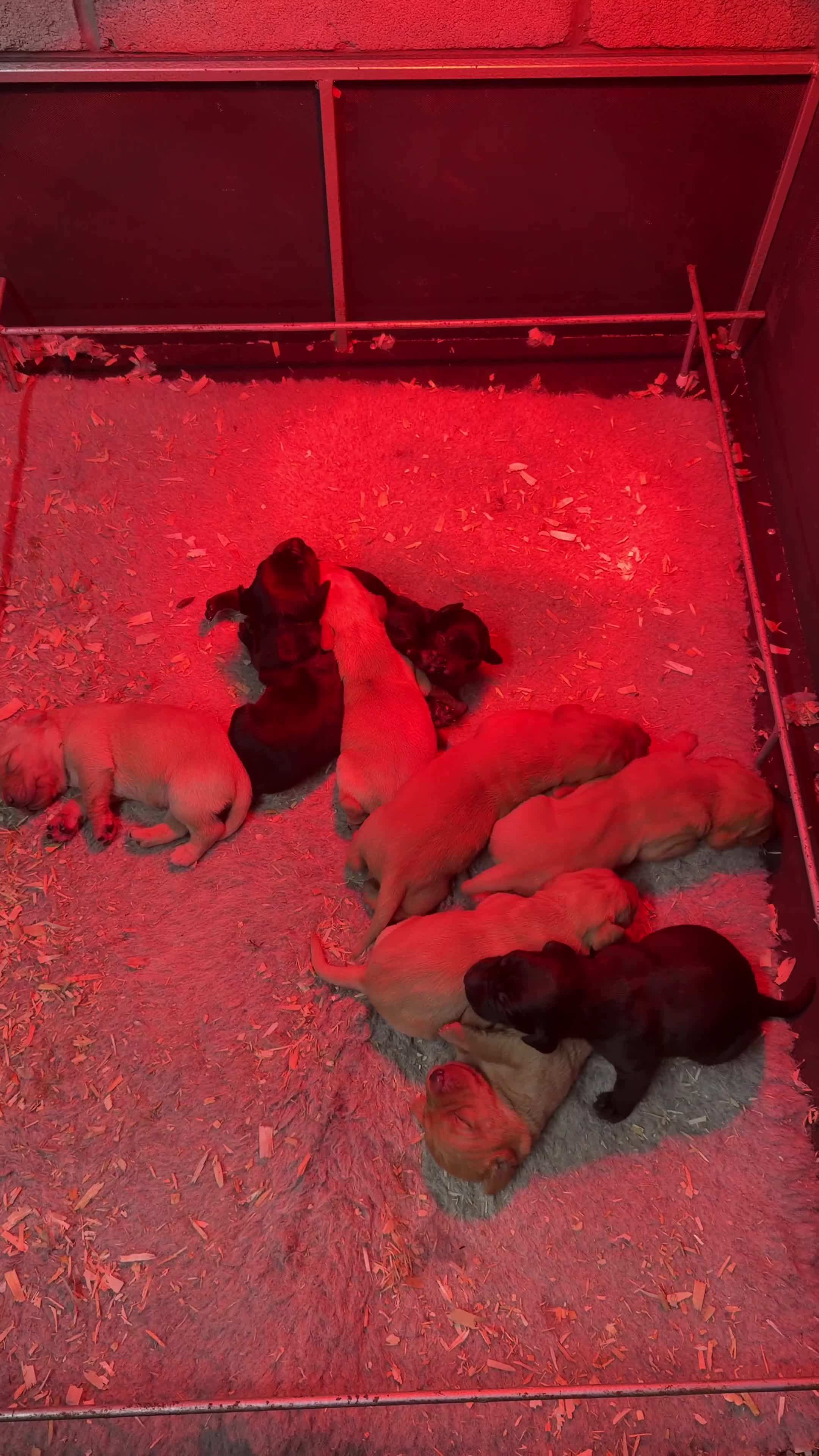 Labrador Retriever dogs for sale: Beautiful KC Lab Pups - Video 1