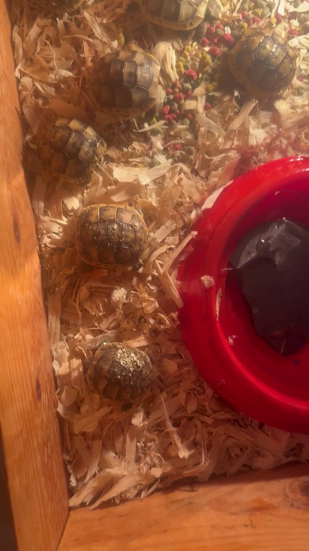 Tortoise reptiles for sale: Spur-thighed tortoise - Video 1