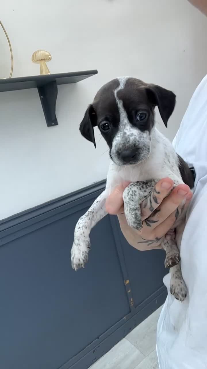 Mixed Breed dogs for sale: Vizsla X Whippet puppies - Video 2