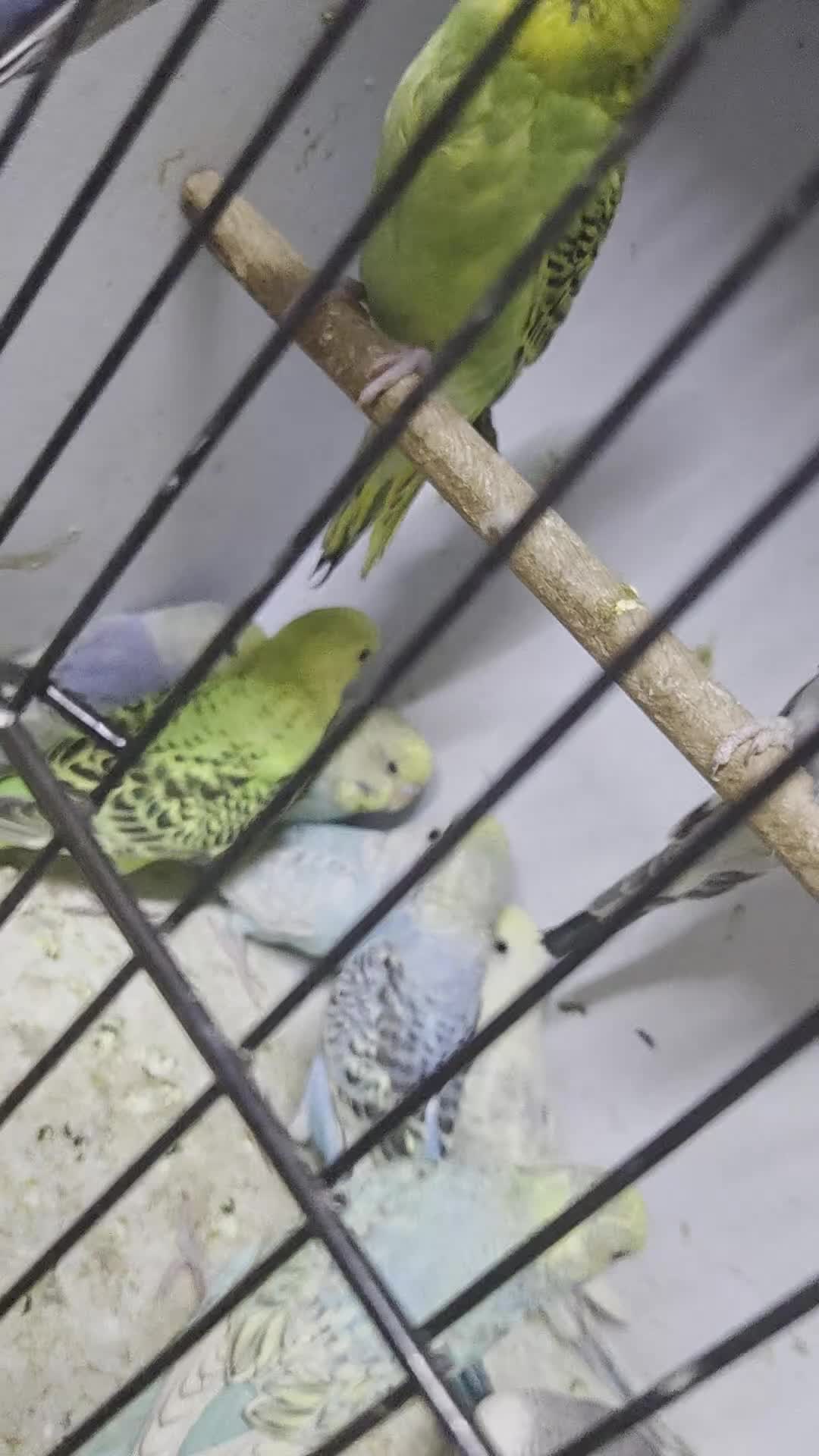 Budgerigars birds for sale:  budgies for sale - Video 1
