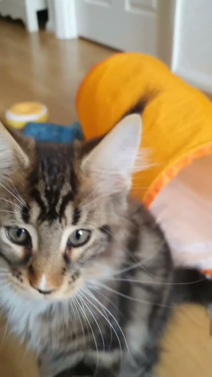 Maine Coon cats for sale: 🌟TICA🌟 pure breed maine coons - Video 3