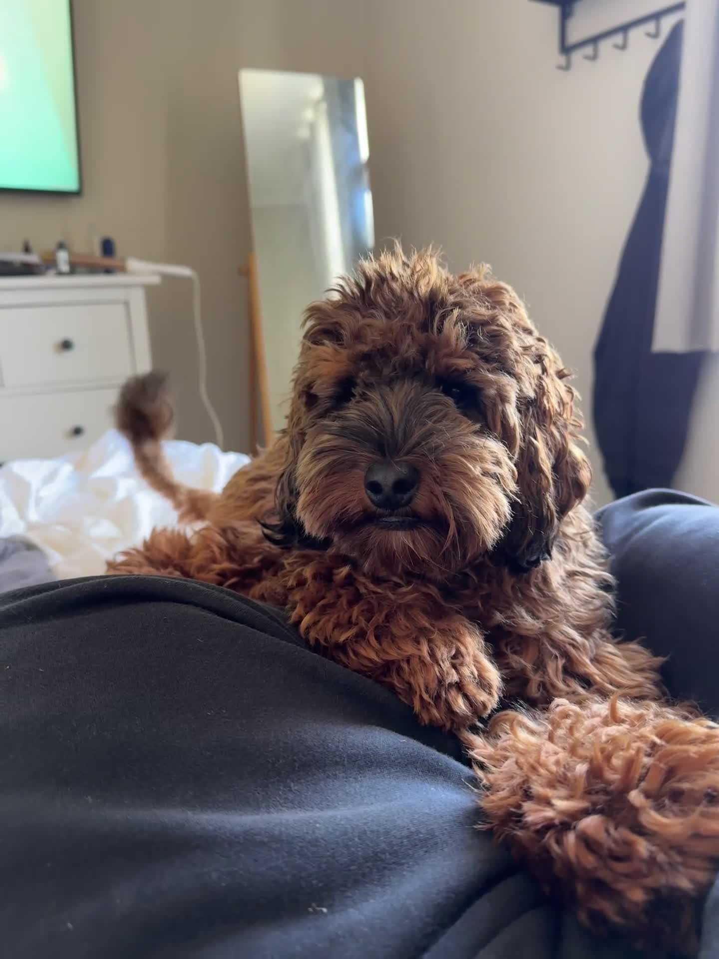 Cockapoo dogs for stud: Miniature Cockapoo Stud Dog - Video 1