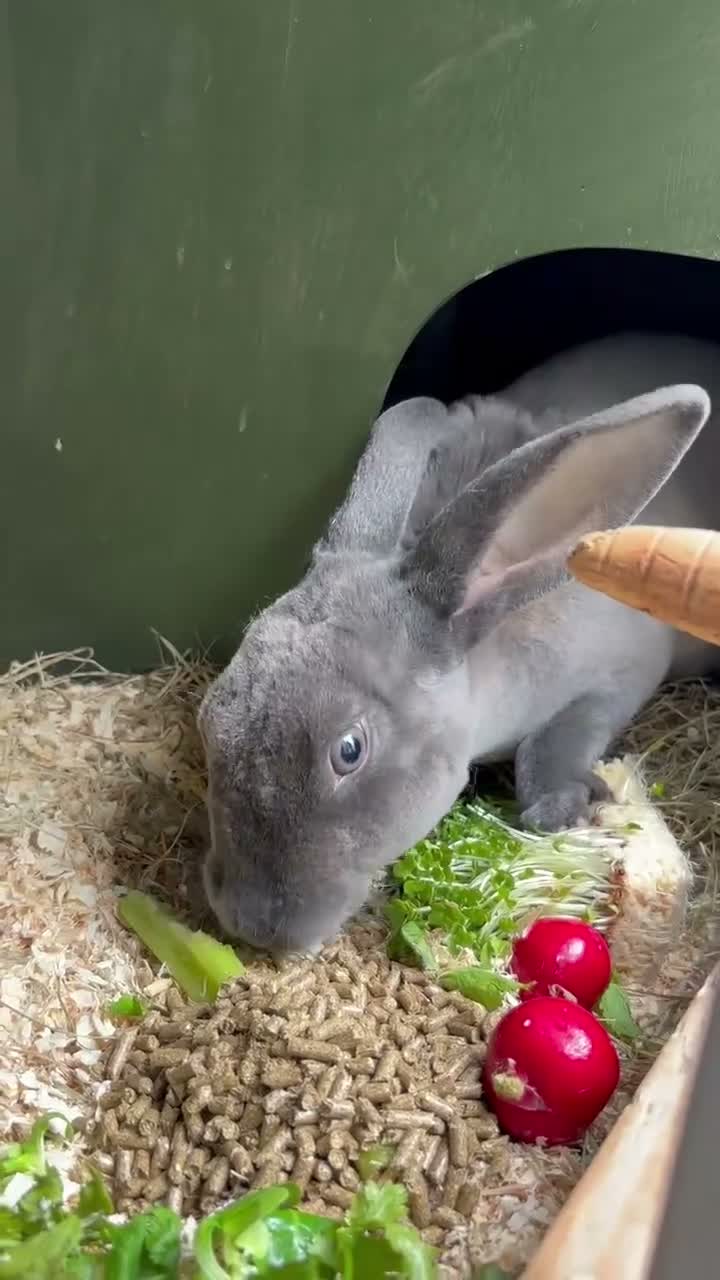 Rex rabbits for sale: Doe Smoke pearl Rex  - Video 1