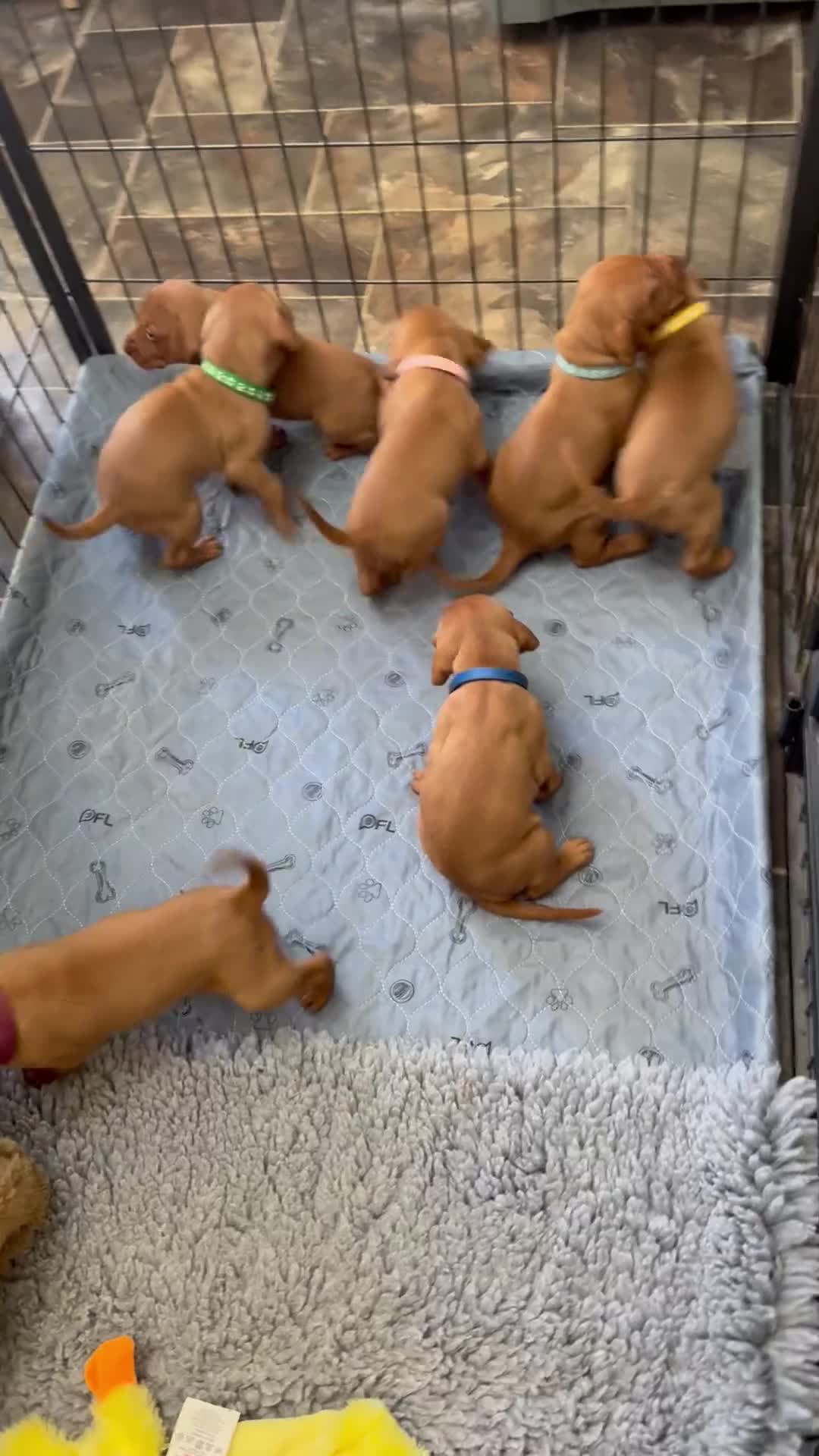 Hungarian Vizsla dogs for sale: Gorgeous KC reg Hungarian Vizsla puppies - Video 1