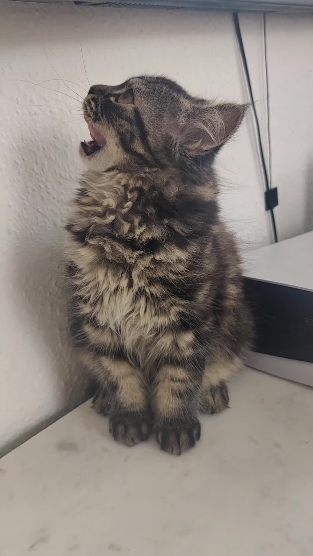 Mixed Breed cats for sale: Persian kittens for sale  - Video 1