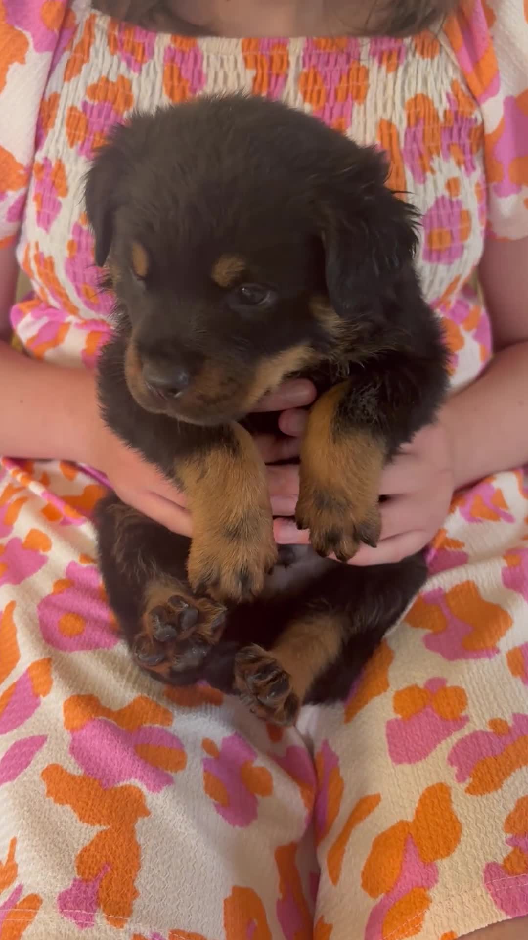 Rottweiler dogs for sale: Stunning litter of Rottweiler babies  - Video 3