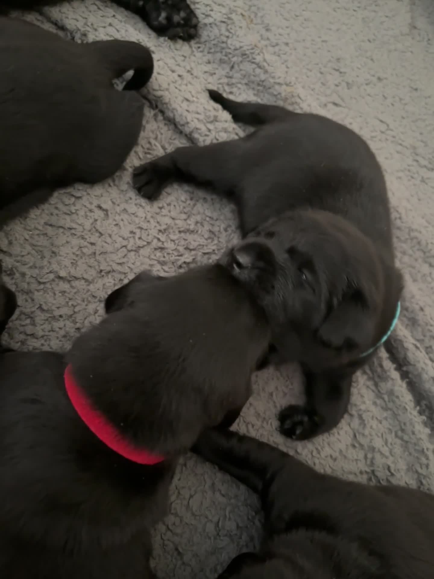 Labrador Retriever dogs for sale: Black KC Lab puppies - Video 5