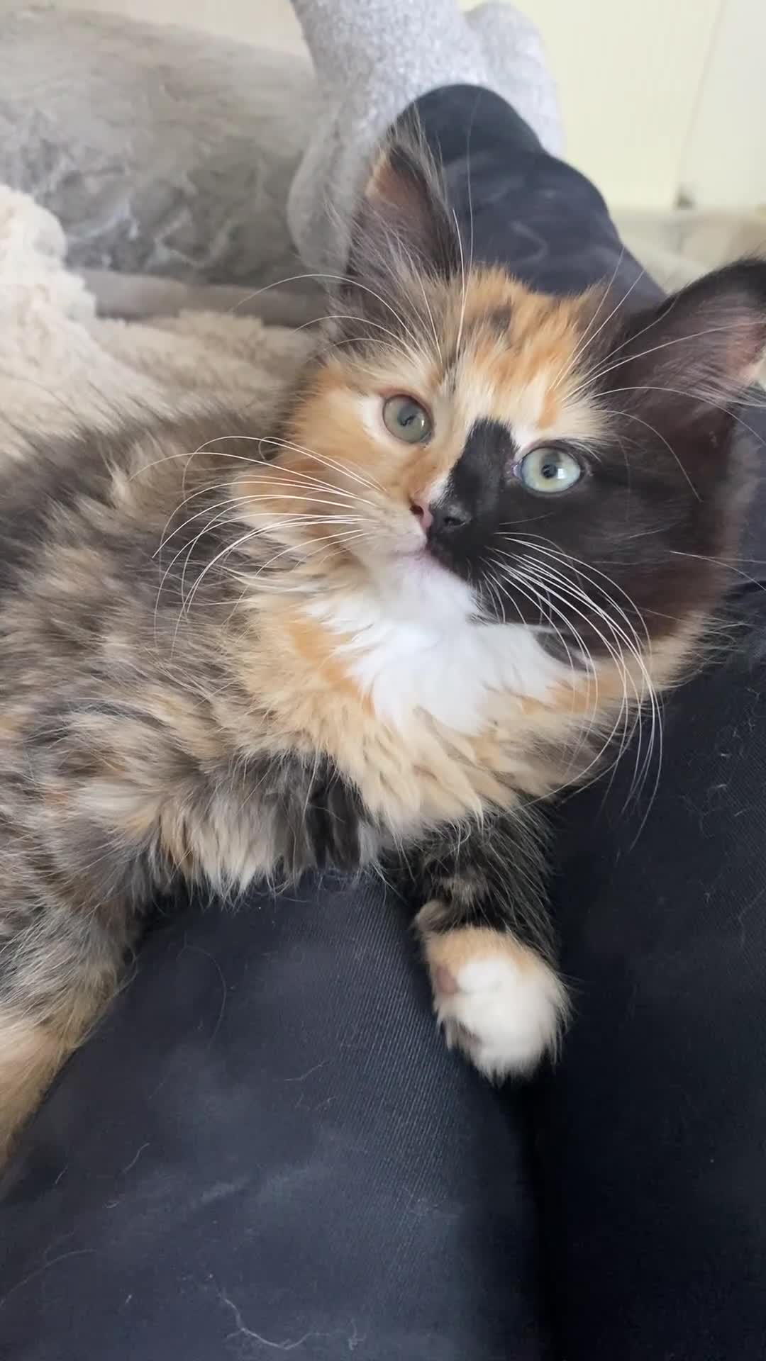 Mixed Breed cats for sale: 2 beautiful girl calico’s  - Video 3
