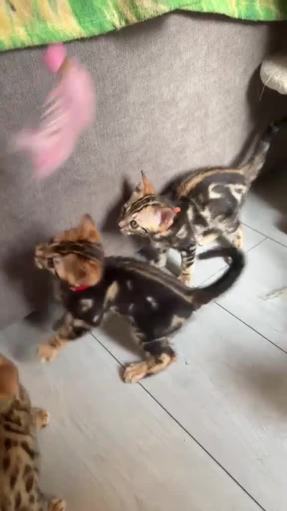 Bengal cats for sale: Only 2 Beautiful Bengal kittens Available🐾  - Video 1