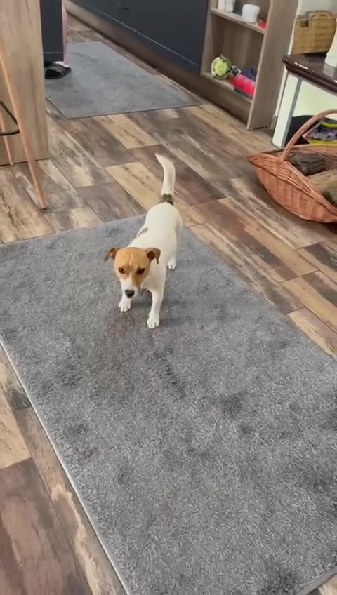 Jack Russell dogs for adoption: Sweet Jenni Looking for Love  - Video 1