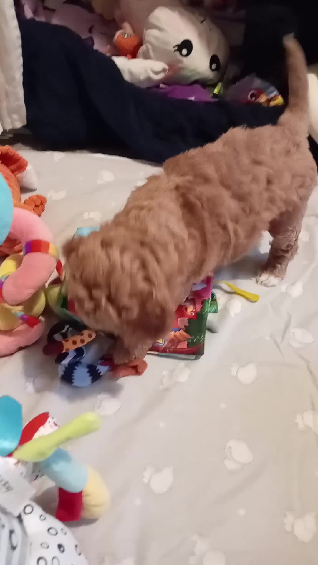 Cockapoo dogs for sale: Cockapoo - Video 2