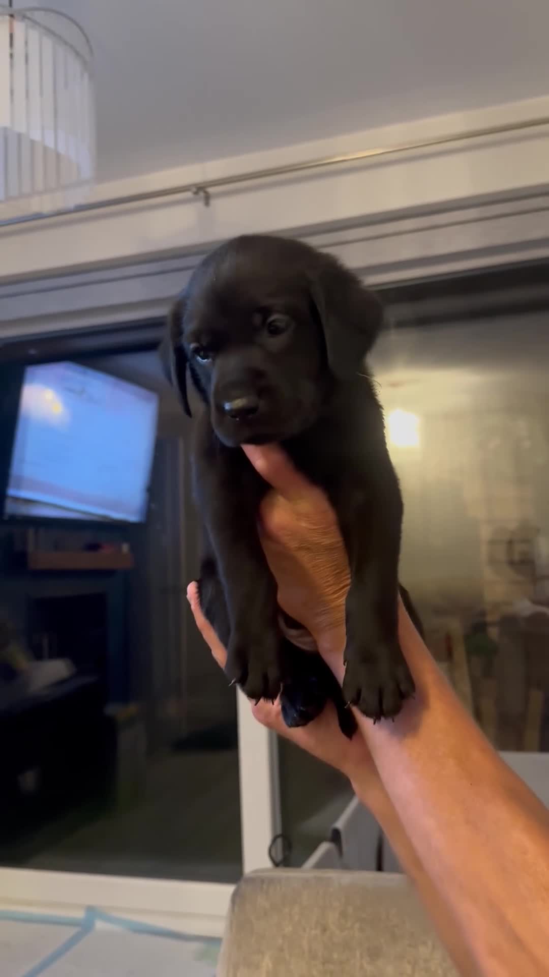 Labrador Retriever dogs for sale: KC registered Labrador puppies in Pontypool - Video 1