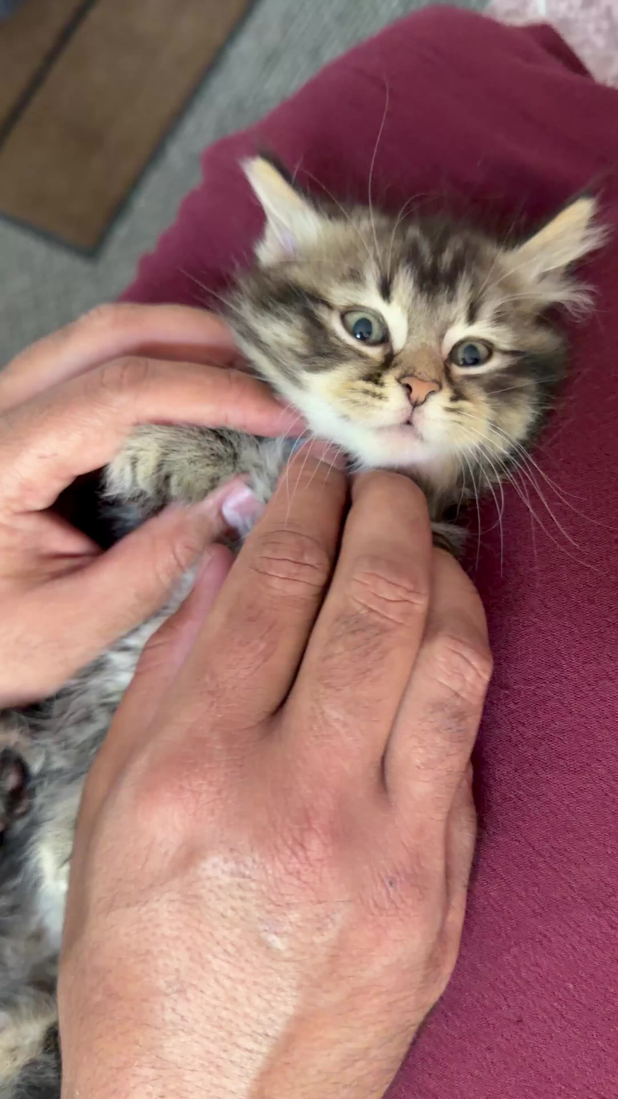 Mixed Breed cats for sale: 🌻1boy Left Domestic Long-Haired🌻  - Video 1
