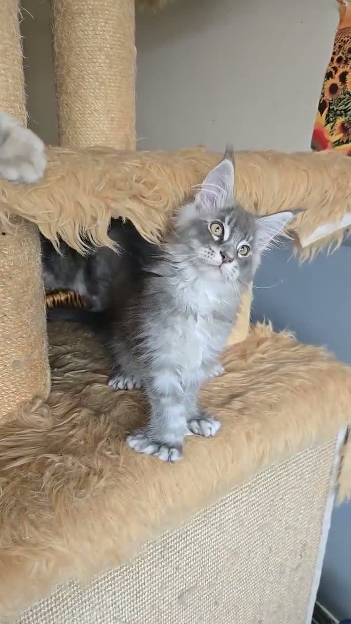 Maine Coon cats for sale: Perfect Polydactyl Maine Coon  - Video 2