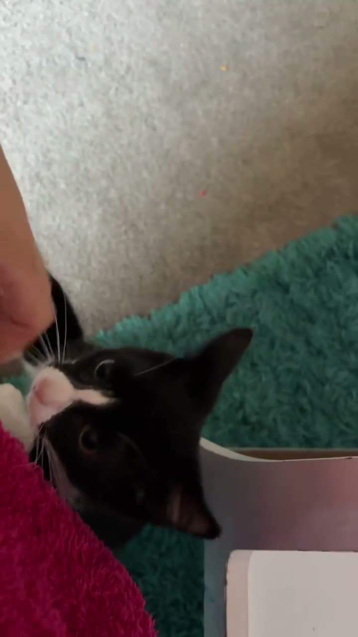 Mixed Breed cats for sale: One male one female kitten  in Sittingbourne - Video 1
