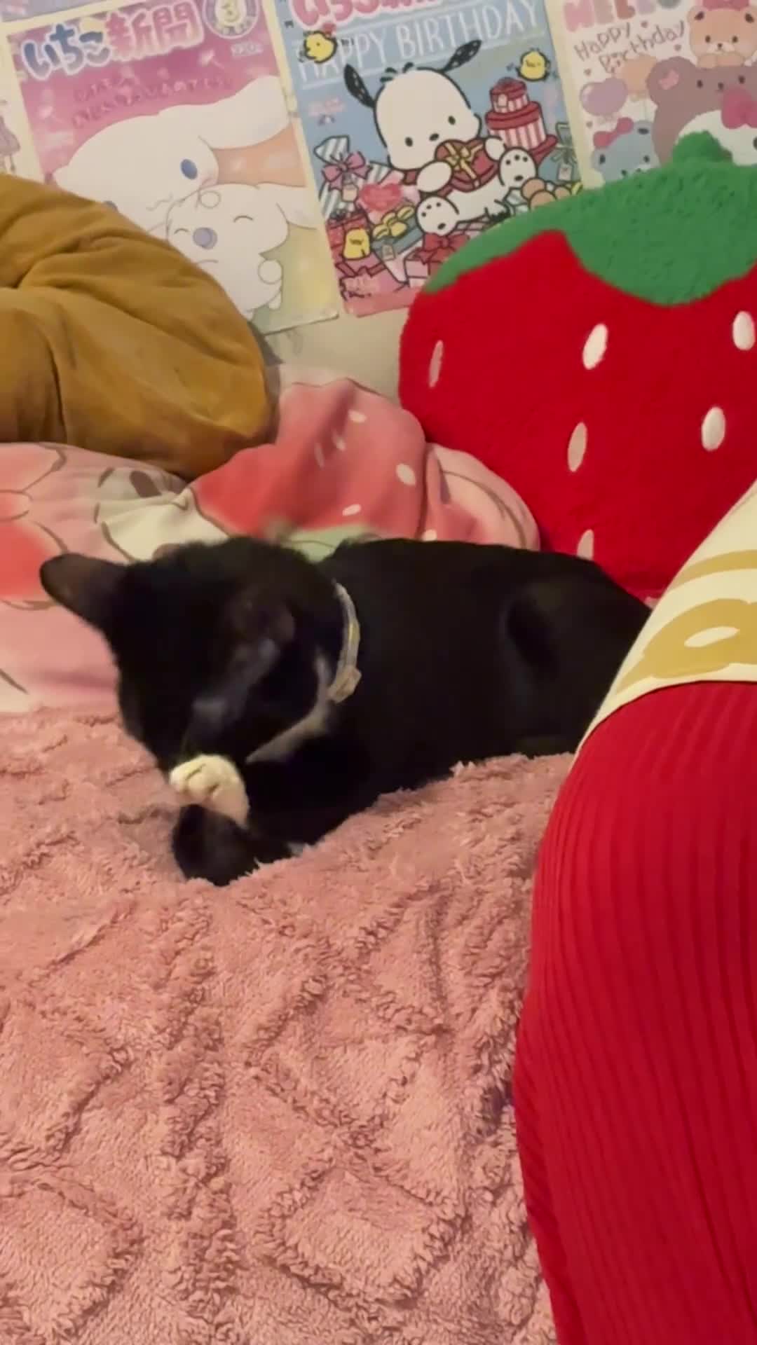 British Shorthair cats for sale: Gentle 5-Month-Old Shy Kitten in London - Video 3