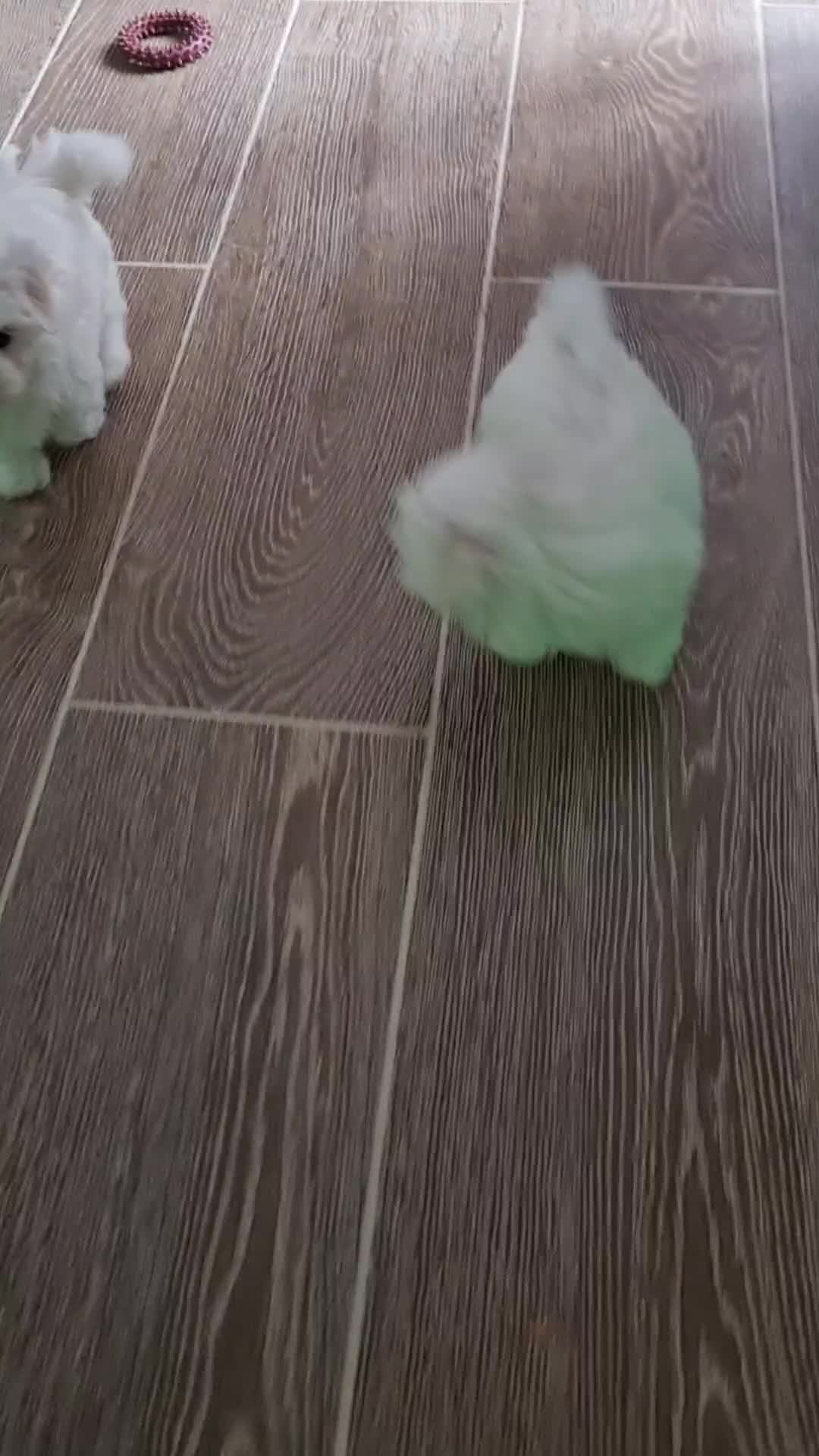 Maltese dogs for sale: Pure high quality Maltese pupies  - Video 2
