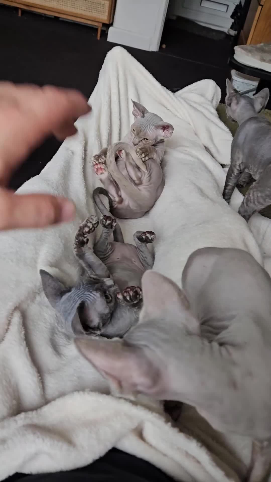 Devon Rex cats for sale: One Liliac boy available in Manchester - Video 1