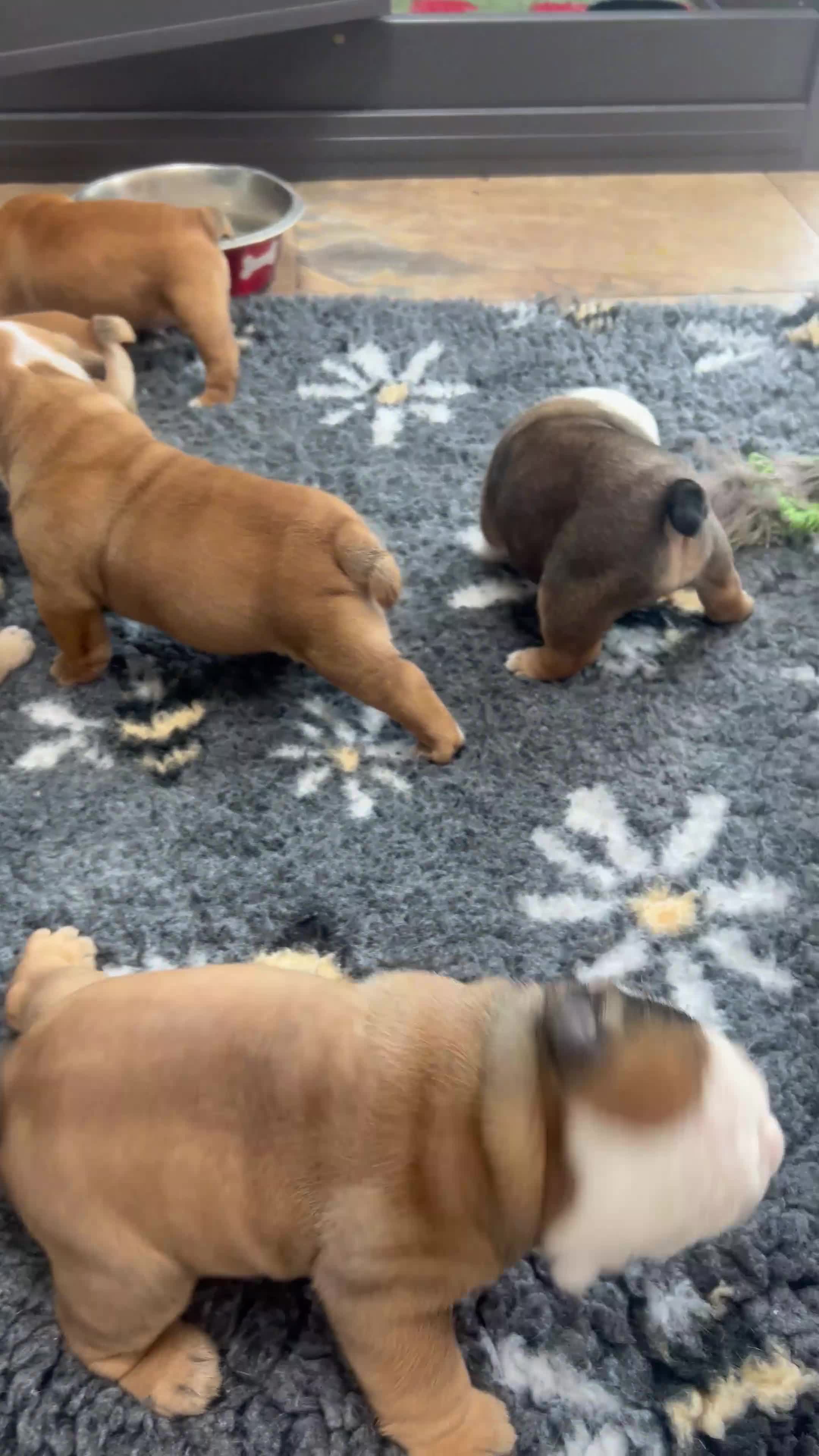 English Bulldog dogs for sale: Stunning red/white kc reg English bulldog puppies  - Video 5