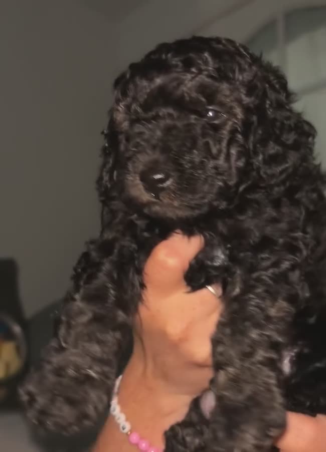 Cockapoo dogs for sale: Beautiful Mini F1B cockapoo puppies - Video 2
