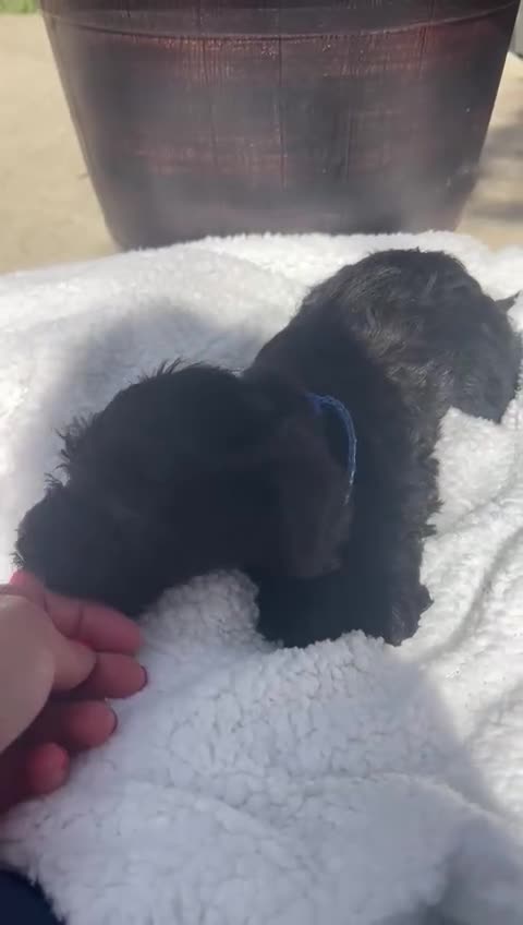 Schnoodle dogs for sale: Schoodles  - Video 1