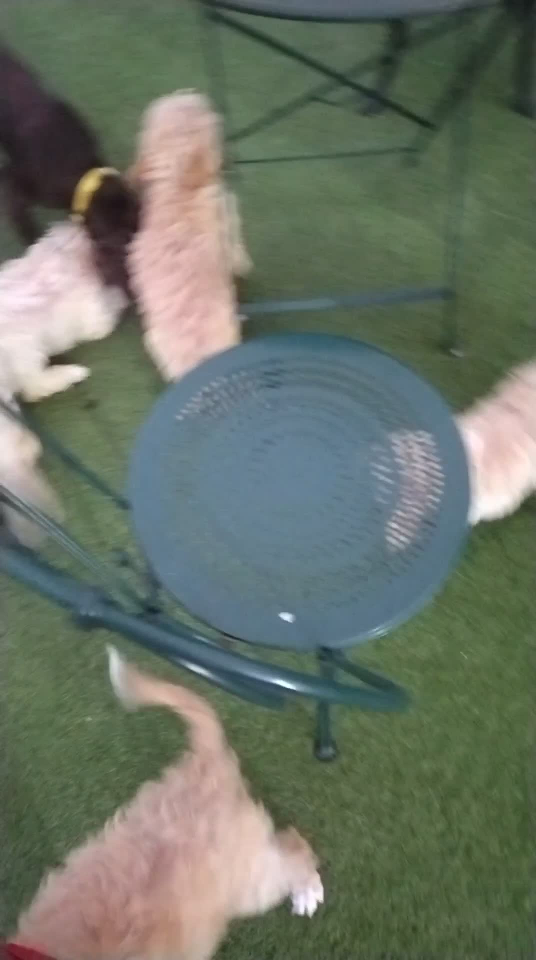 Cockapoo dogs for sale: Cockapoos last 4 little girls - Video 2