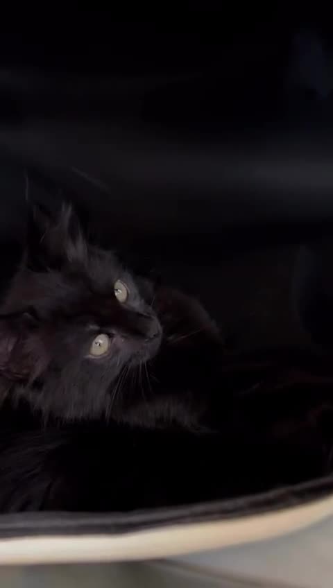 British Longhair cats for sale: British longhair kitten - Video 4