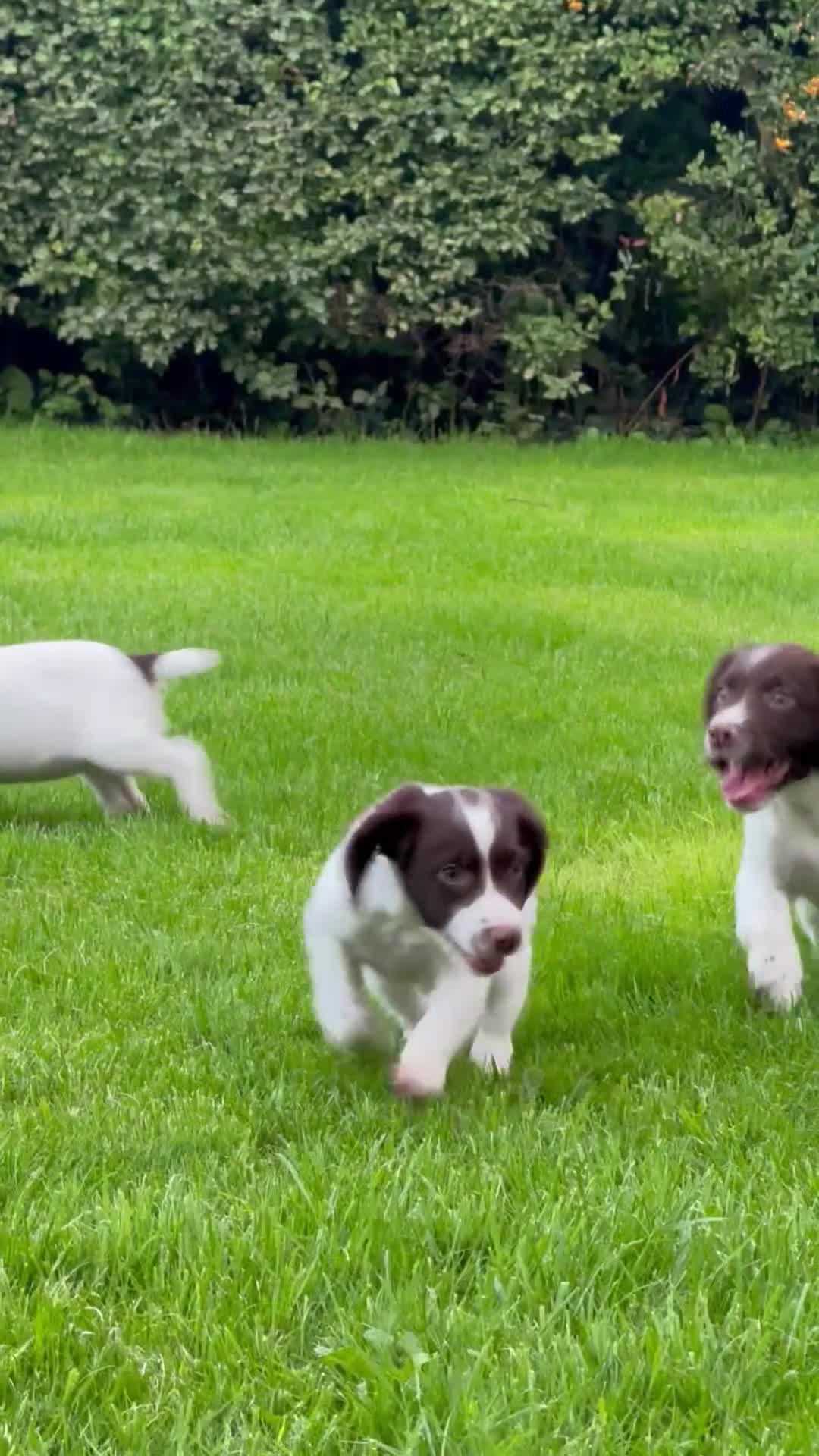English Springer Spaniel dogs for sale: READY TO GO KC REG ESS PUPPIES - Video 4