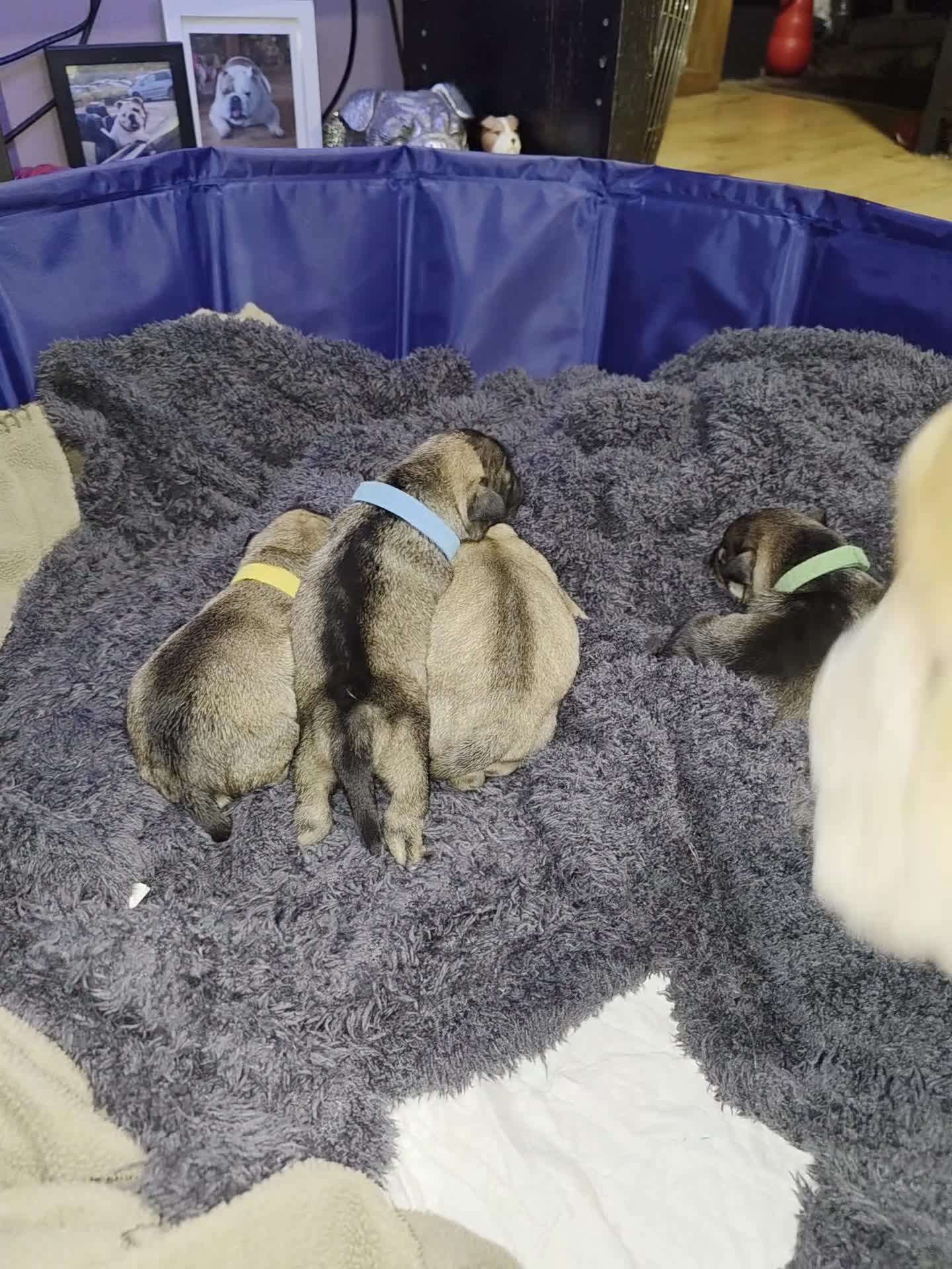 Mixed Breed dogs for sale: Bulldog x minture schnauzer  - Video 1