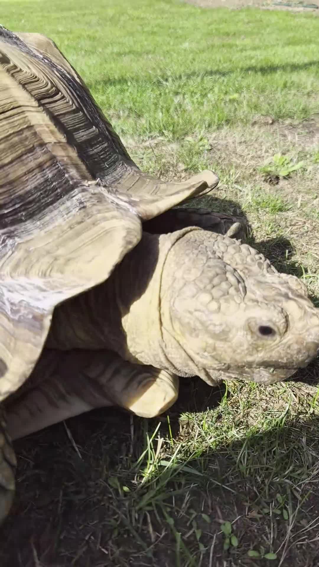 Tortoise reptiles for sale: Very Large Sulcata for sale  in Ipswich - Video 2