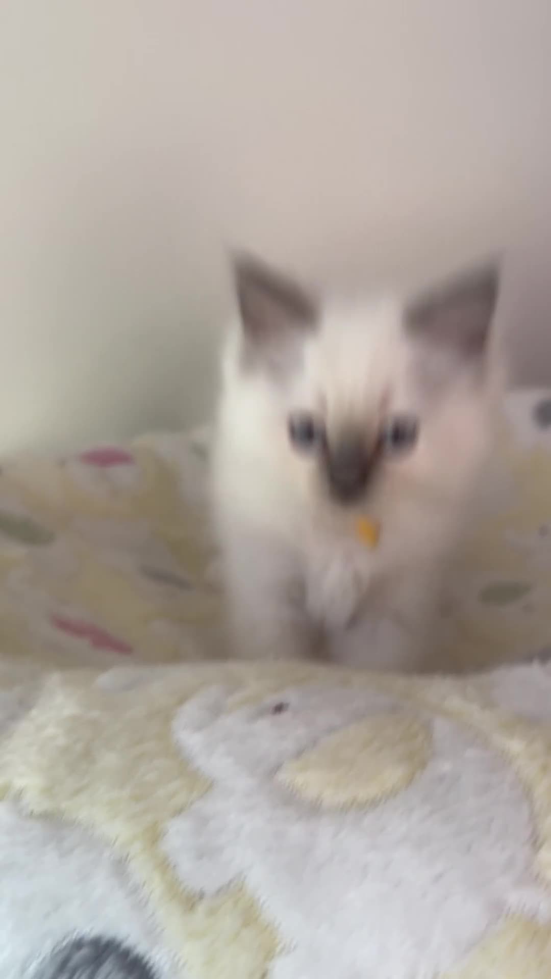 Ragdoll cats for sale: Adorable Ragdoll Kittens Seeking Forever Homes - Video 1
