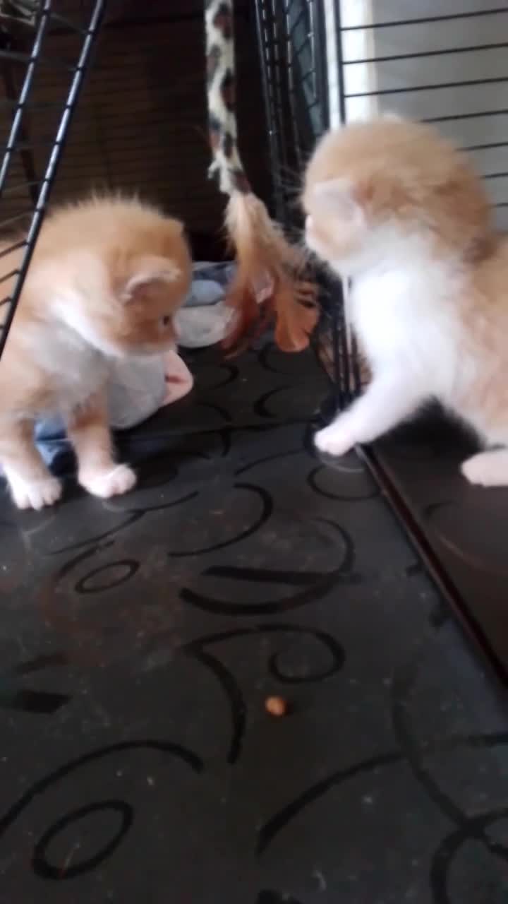 Mixed Breed cats for sale:  2 Boy kitten  - Video 2