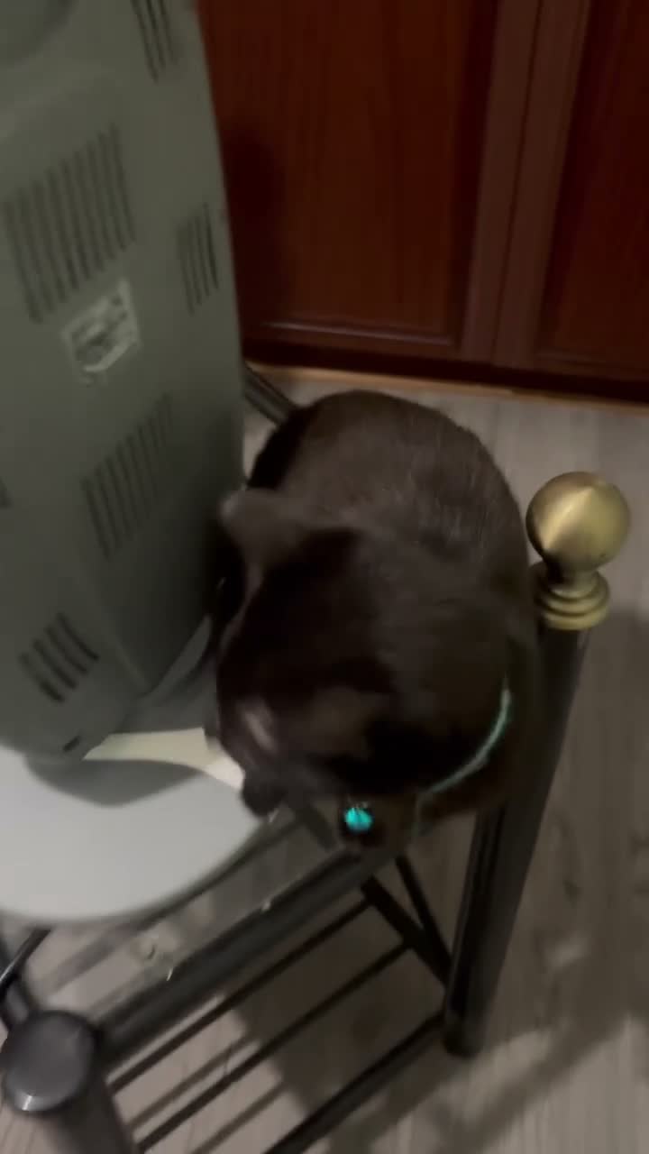British Shorthair cats for sale: Black kitten - Video 1